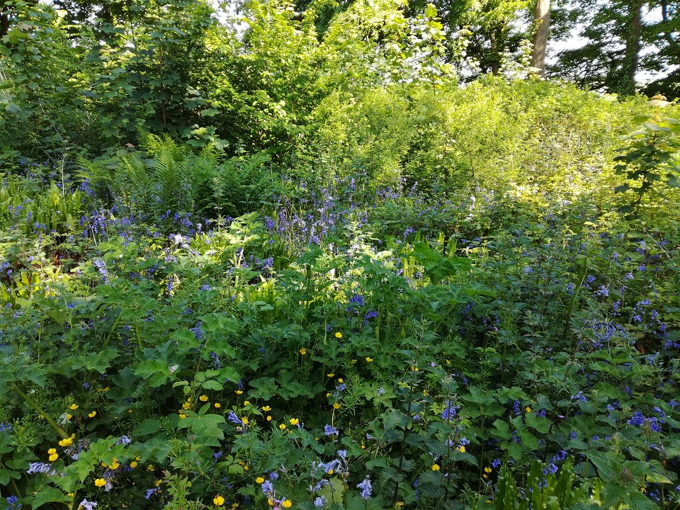 Bluebells in the Burial Ground