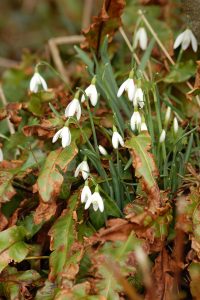 Snowdrops seem to mark abandoned cottage sites SW